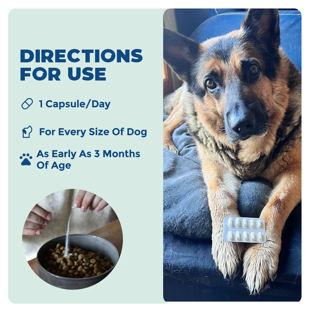 Simbótico GB-01 - Equilibrio intestinal - 30 unidades - Probiótico para perros y gatos