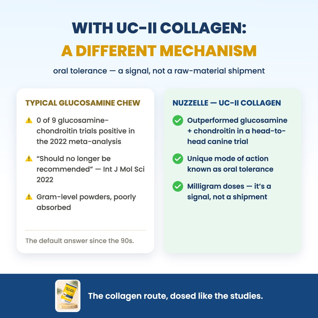 UC-II collagen — a different mechanism than glucosamine